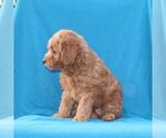 Small #1 Goldendoodle (Miniature)