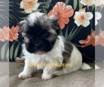 Puppy 2 Mal-Shi-Shih Tzu Mix