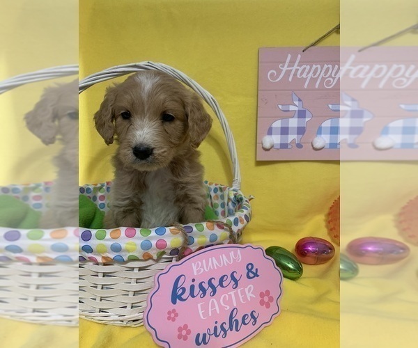 Medium Photo #12 English Cream Golden Retriever-Poodle (Standard) Mix Puppy For Sale in DEARBORN, MO, USA