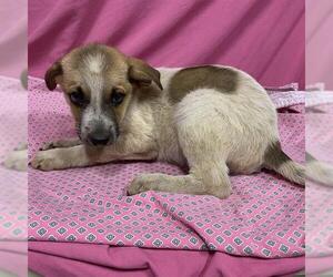 Mutt Dogs for adoption in Modesto, CA, USA