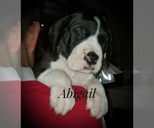 Great Dane Puppy for sale in RICHMOND, KY, USA