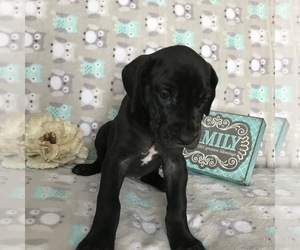 Great Dane Puppy for sale in DIGHTON, MA, USA