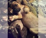 Small Photo #11 America Bandogge Mastiff-American Bandogge Mix Puppy For Sale in MONTROSS, VA, USA