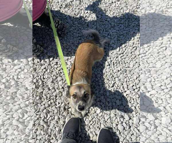 Medium Photo #2 Chihuahua-Unknown Mix Puppy For Sale in Westwood, NJ, USA