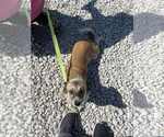 Small #1 Chihuahua Mix
