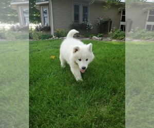 Samoyed Puppy for sale in W HOLLYWOOD, CA, USA