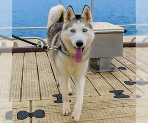 Siberian Husky Dogs for adoption in Omaha, NE, USA