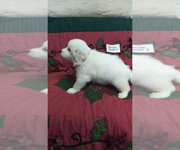 Medium Photo #5 Great Pyrenees Puppy For Sale in ALTAVISTA, VA, USA