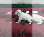 Small Photo #5 Great Pyrenees Puppy For Sale in ALTAVISTA, VA, USA