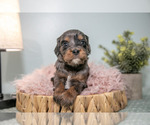 Puppy Steven Cavapoo