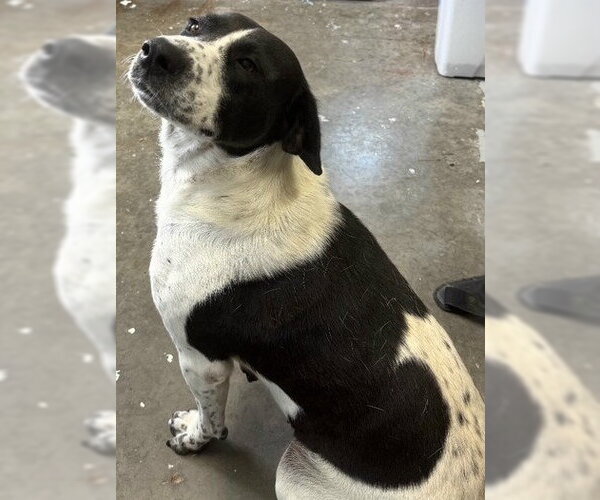 Medium Photo #2 Beagle-Pointer Mix Puppy For Sale in Newfoundland, PA, USA