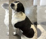 Small #1 Beagle-Pointer Mix