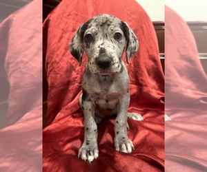 Great Dane Puppy for sale in EAGLE PASS, TX, USA