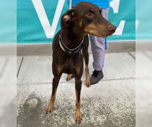 Medium Doberman Pinscher
