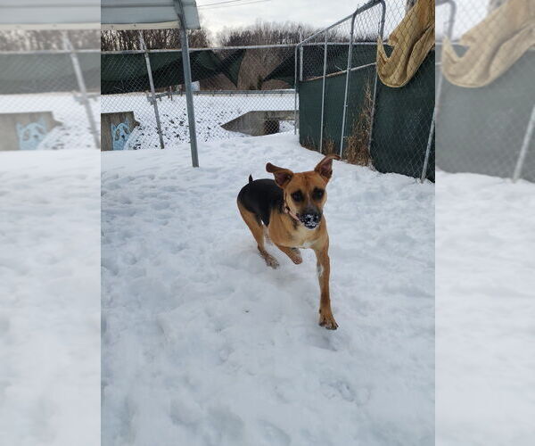 Medium Photo #6 Mutt Puppy For Sale in Evansville, IN, USA