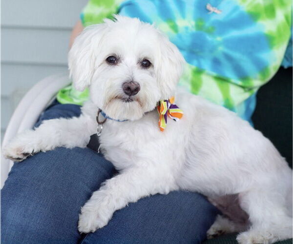 Medium Photo #32 Maltese-Unknown Mix Puppy For Sale in Mundelein, IL, USA