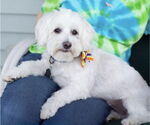 Small #31 Maltese Mix