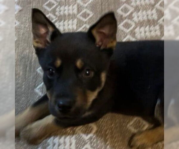 Medium Photo #3 Mutt Puppy For Sale in Fargo, ND, USA