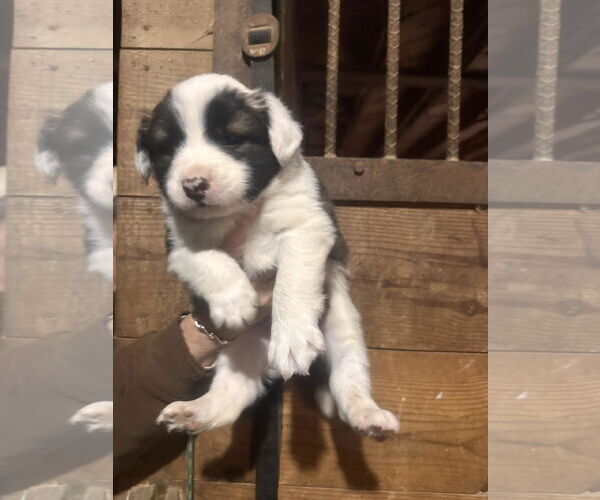 Medium Photo #1 Australian Shepherd-Unknown Mix Puppy For Sale in Mouth Of Wilson, VA, USA