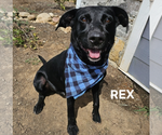 Small #3 Labrador Retriever Mix