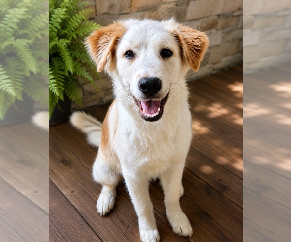 Medium Photo #4 Alaskan Husky-German Shepherd Dog Mix Puppy For Sale in TUCSON, AZ, USA