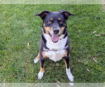 OCTOBER - Female Mutt Dog for Adoption - Small photo
