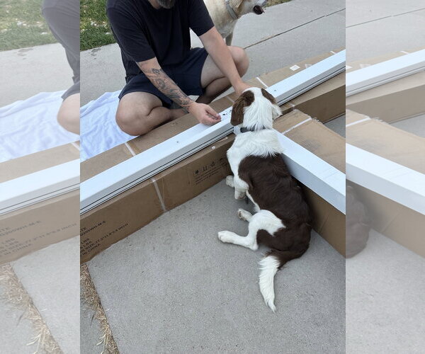Medium Photo #6 Border Collie-Unknown Mix Puppy For Sale in Sandy, UT, USA