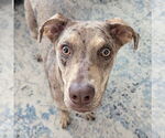 Small #5 Catahoula Leopard Dog Mix