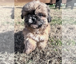 Shih Tzu Puppy for sale in LENOIR, NC, USA