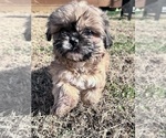 Small Shih Tzu