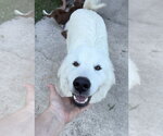 Small Great Pyrenees