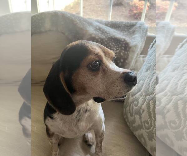 Medium Photo #1 Beagle Puppy For Sale in Atlanta, GA, USA