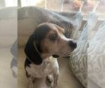 Small Beagle