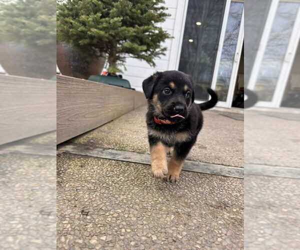 Medium Photo #8 German Shepherd Dog-Unknown Mix Puppy For Sale in West Sacramento, CA, USA
