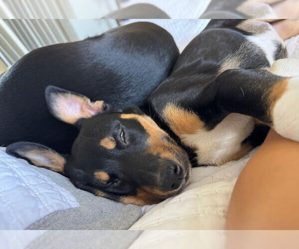 Medium Photo #4 Mutt Puppy For Sale in San Diego, CA, USA