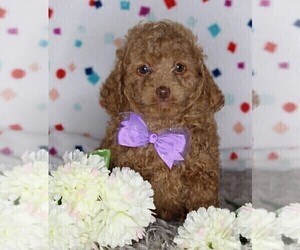 Cock-A-Poo Puppy for sale in FREDERICKSBURG, OH, USA