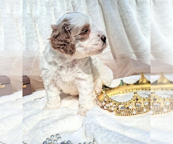 Medium Photo #59 Goldendoodle (Miniature) Puppy For Sale in GASTONIA, NC, USA