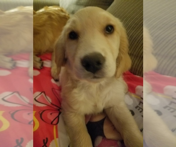 Medium Photo #6 Golden Retriever Puppy For Sale in ORRVILLE, OH, USA