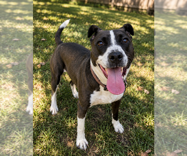 Medium Photo #7 Mutt Puppy For Sale in Mooresville, NC, USA