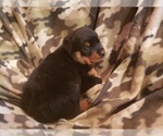 Small Photo #4 Rottweiler Puppy For Sale in EDEN, IN, USA