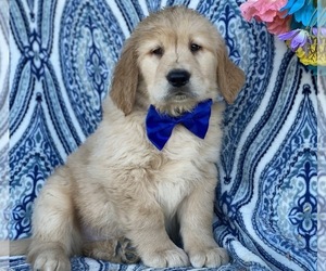 Golden Retriever Puppy for sale in LANCASTER, PA, USA