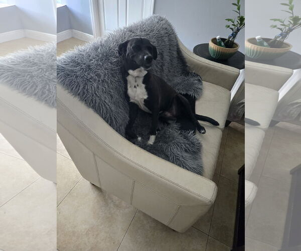 Medium Photo #6 Labrador Retriever-Unknown Mix Puppy For Sale in Royal Palm Beach, FL, USA