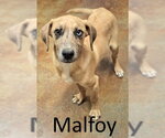 Small #2 Catahoula Leopard Dog Mix