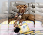 Small #8 American Pit Bull Terrier-Labrador Retriever Mix