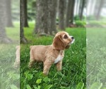 Small #1 Cocker Spaniel