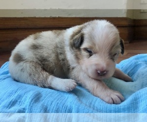 Australian Shepherd Puppy for sale in ROBERTS, IL, USA