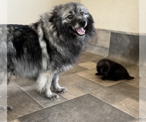 Mother of the Keeshond puppies born on 05/16/2022