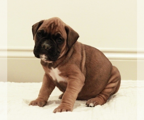 Medium Photo #3 Boxer Puppy For Sale in DENVER, PA, USA