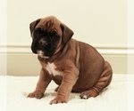 Small #2 Boxer