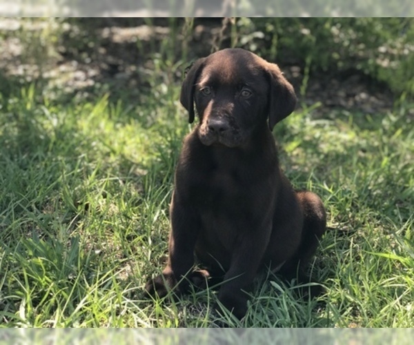Medium Photo #2 Labrador Retriever Puppy For Sale in BROOKSVILLE, FL, USA